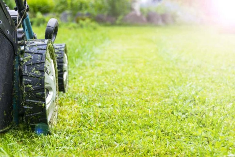 Rasenmäher fährt beim Rasenmähen über eine gepflegte grüne Rasenfläche im Garten.