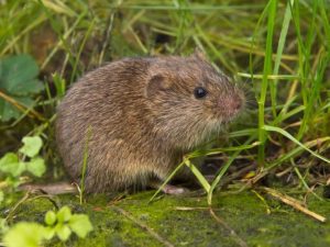 Eine kleine braune Wühlmaus sitzt im Gras. Sie hat dichtes, pelziges Fell und ist von grünen Halmen umgeben. Der Hintergrund ist unscharf, was den Fokus auf die Maus lenkt.