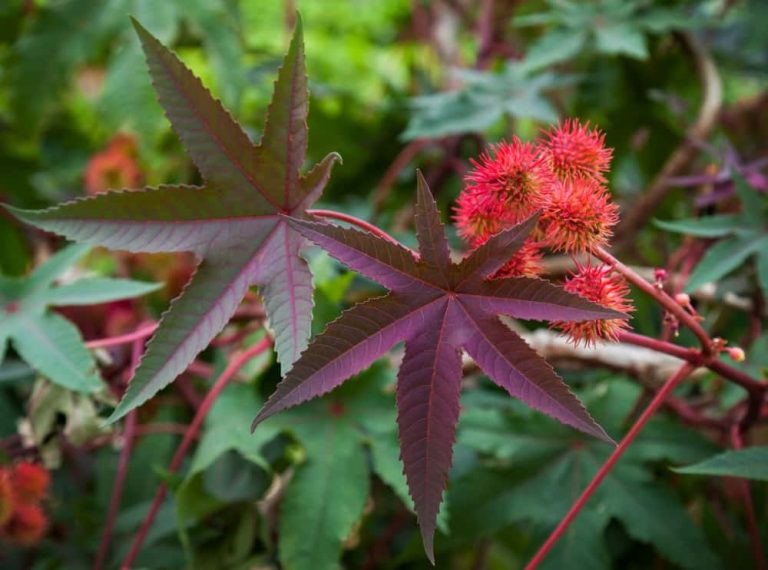 Wunderbaum (Ricinus communis) mit markanten roten Blättern und stacheligen Fruchtkapseln im Garten.