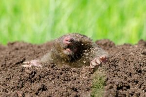 Ein Maulwurf gräbt sich aus der Erde hervor, umgeben von brauner Erde und im Hintergrund unscharfem, grünem Gras. Sein Kopf und eine Pfote sind sichtbar. Die Szene ist gut beleuchtet und zeigt die Textur des Bodens und des Fells.