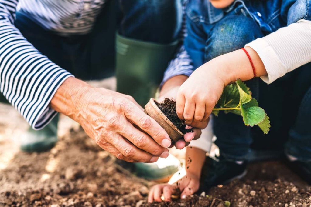 Kind und Seniorin pflanzen gemeinsam eine Erdbeerpflanze im Garten – Symbol für Generationenverbindung, Nachhaltigkeit und naturnahes Leben.