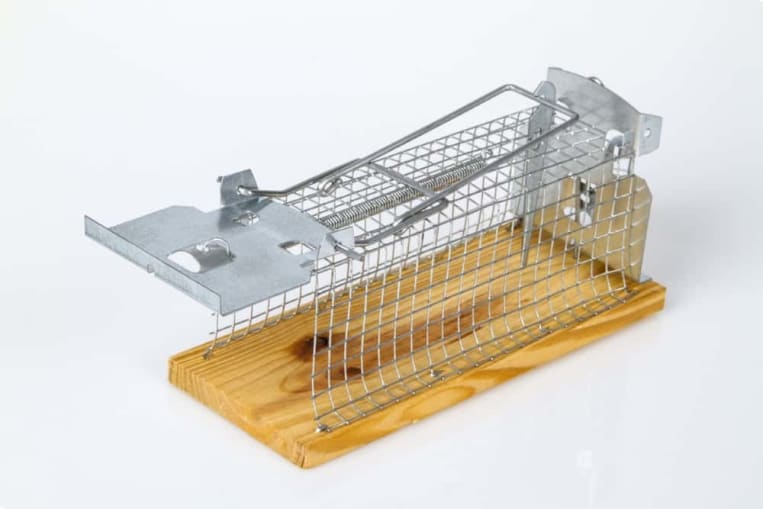 Eine Metall-Lebendfalle mit Holzsockel. Die Falle hat ein Gitterdesign mit einer Klapptür auf der Vorderseite und einem Auslösemechanismus aus Metall. Sie ist auf einem Holzbrett befestigt. Die Falle ist leer und auf einem weißen Hintergrund fotografiert.