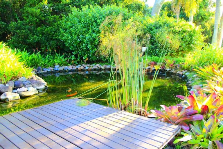 Ein schöner Gartenteich mit üppiger Vegetation und Fischen. Ein Holzsteg ragt über das Wasser. Pflanzen und Steine umgeben den Teich, und im Hintergrund sind grüne Büsche und Palmen sichtbar. Die Szene ist sonnig und friedlich.