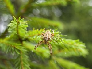 Näheraufnahme einer Kreuzspinne auf einem grünen Tannenzweig. Die Spinne hat ein charakteristisches Muster auf dem Rücken. Der Hintergrund ist unscharf und grün, was auf einen bewaldeten Bereich hindeutet.