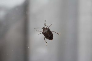 Ein Käfer sitzt auf einer Fensterscheibe, die den Hintergrund unscharf erscheinen lässt. Der Käfer hat einen dunklen, strukturierten Körper und ist detailliert sichtbar. Die Szene wirkt ruhig und minimalistisch.
