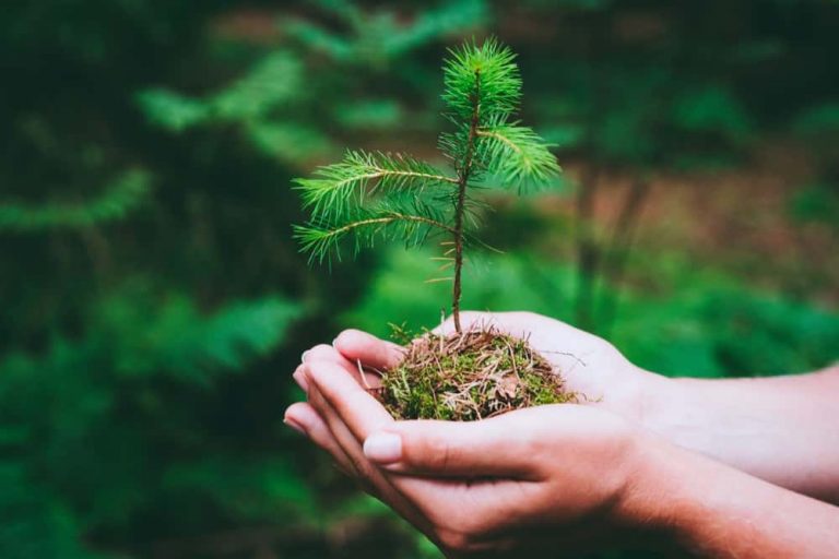 Junge Tannenpflanze in zwei schützenden Händen, bereit zur Aufforstung in einem grünen Wald – Symbol für Nachhaltigkeit und Umweltschutz.