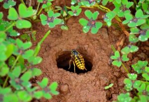 Eine Wespe kriecht in ein Loch im Boden, umgeben von grünem Klee. Der Boden ist feucht und braun. Die Wespe zeigt ihre charakteristischen gelben und schwarzen Streifen.