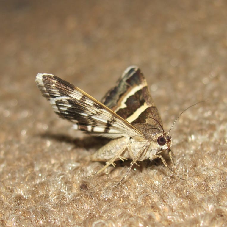 Sind Diese Maden Wurmer Giftig Kuche Insekten Ungeziefer