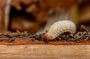 Holzwurm-Larve im Holz: Typischer Holzschädling, der Möbel, Balken und Holzkonstruktionen durch Fraßgänge stark beschädigen kann.