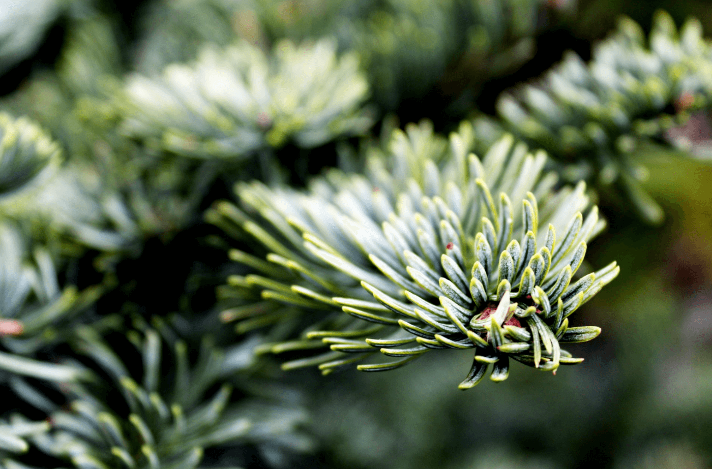 Tannenbaumarten » Der richtige Weihnachtsbaum für das Fest