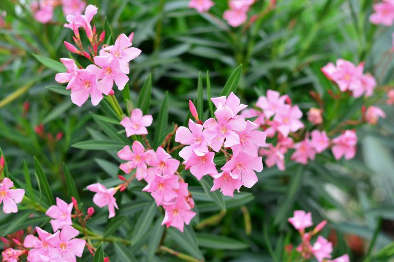 So überwintern Sie Oleander richtig