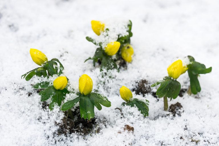 Gelbe Winterlinge (Eranthis hyemalis) brechen durch eine Schneedecke und kündigen den Vorfrühling an.