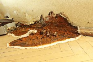 Starker Befall mit Echtem Hausschwamm an einer feuchten Wand- und Bodenecke mit massiv beschädigtem Putz und Parkett. Typische Ausbreitung von Myzel und Fruchtkörpern in orangebrauner Farbe.