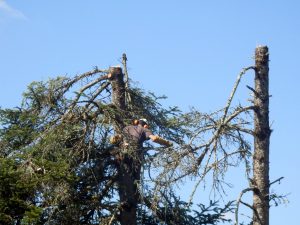 Ein Baumfäller scheidet in der Baumkrone Äste ab.