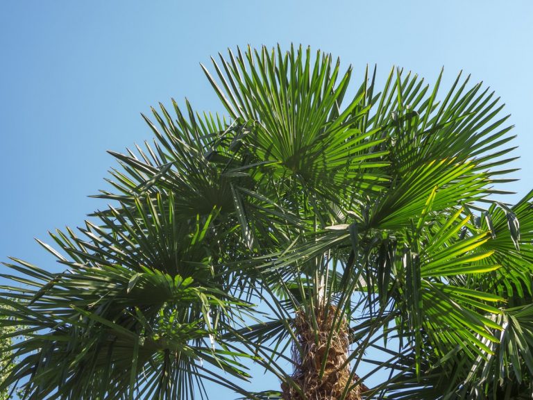 Hanfpalme mit blauem Himmel