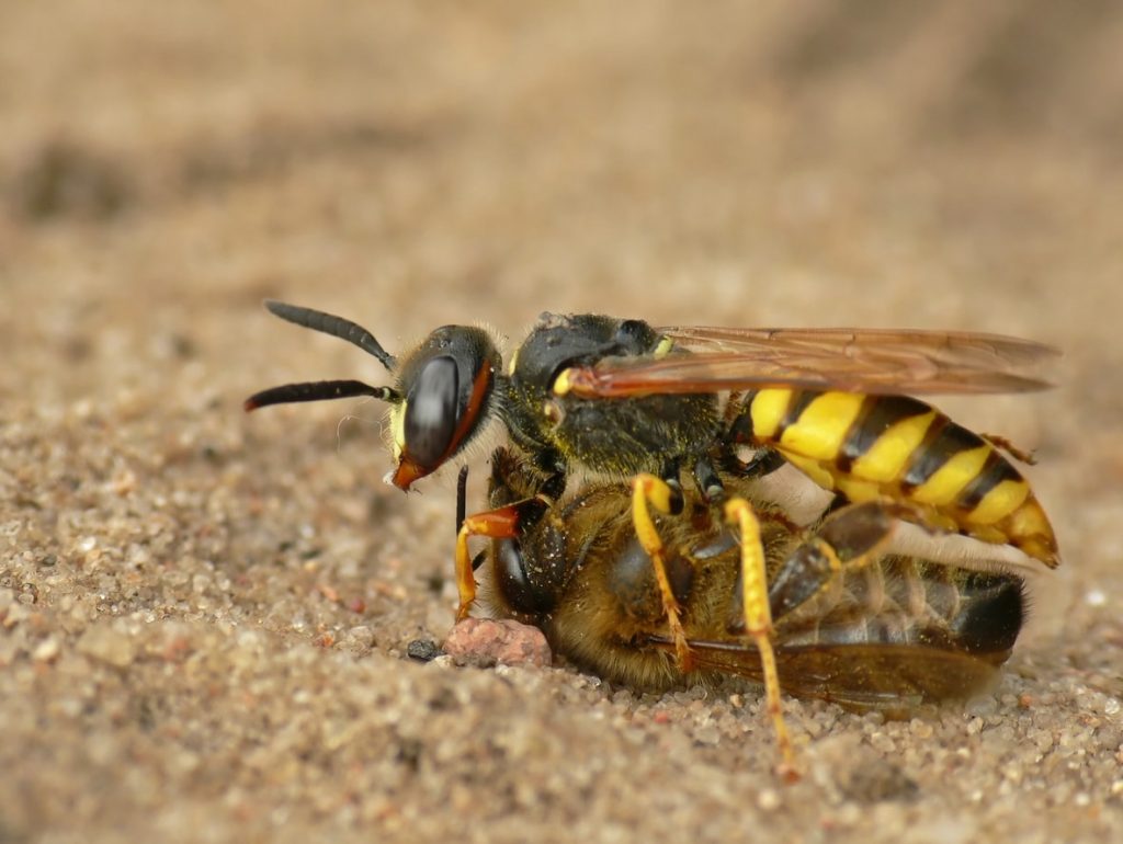Unterschied Bienen Und Wespen