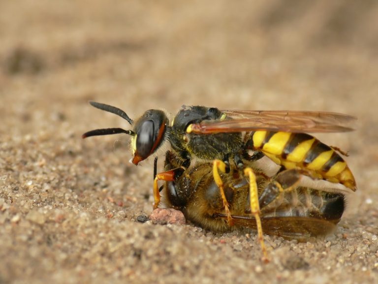 Wespe liegt auf einer Biene im Sand, die sie getötet hat.