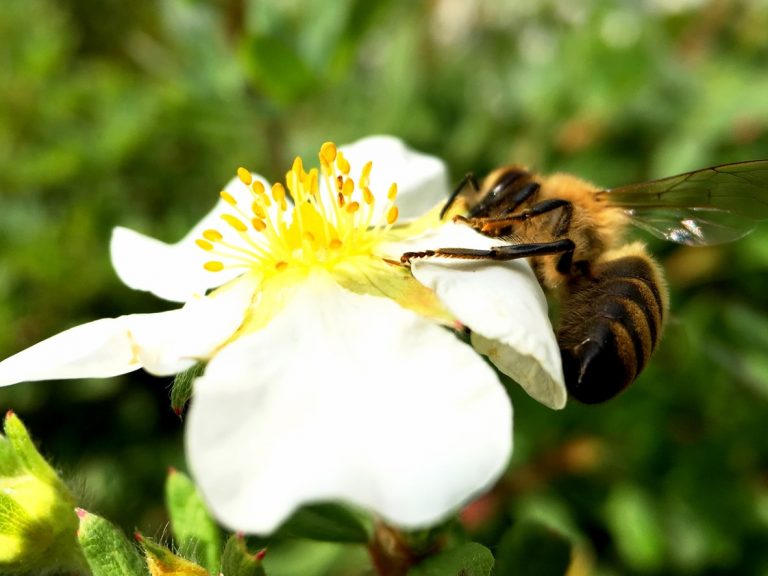 Biene auf Blume