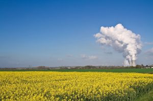 Rapsfeld mit Kraftwerk im Hintergrund