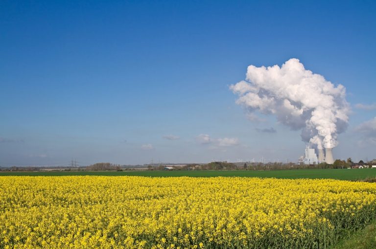 Rapsfeld mit Kraftwerk im Hintergrund