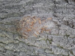 Raupen des Eichenprozessionsspinners im Nest am Stamm einer Eiche