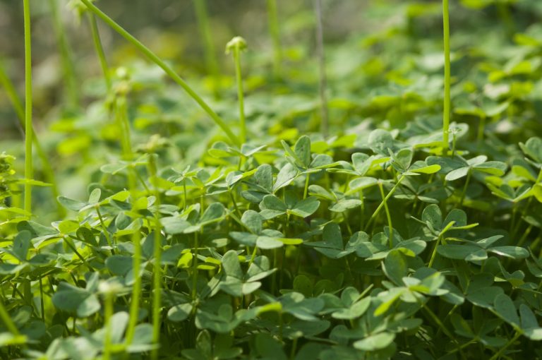 Microclover: Klee statt Rasen