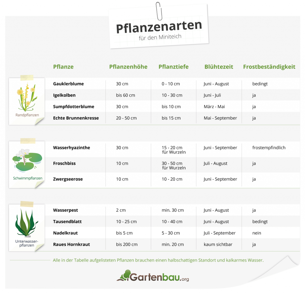 Miniteich-auf-Terrasse-Pflanzen-Auswahl