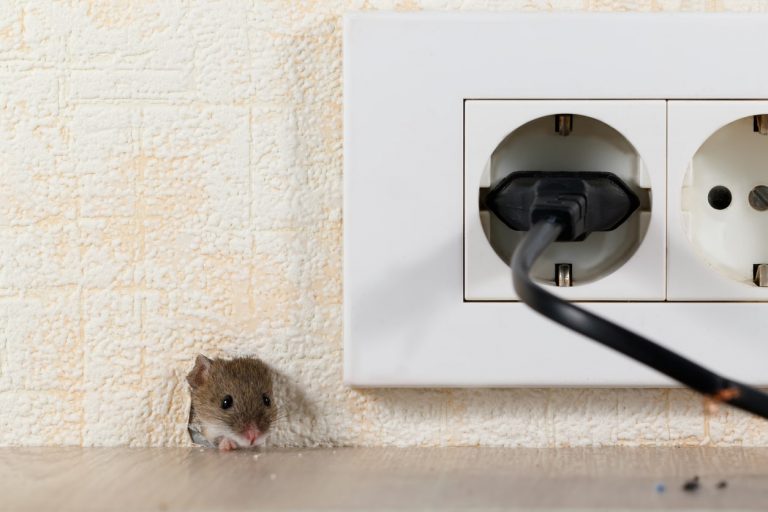 Maus lugt aus einem Loch in der Wand mit Steckdose