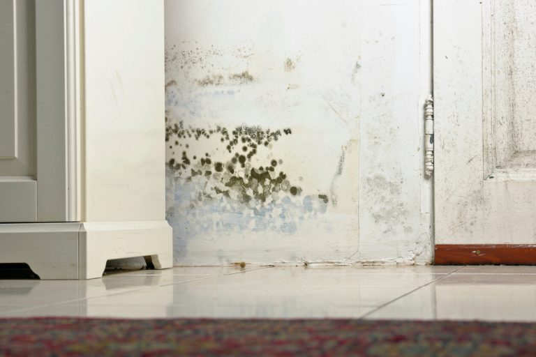 Schimmel an der Wand in einer Wohnung hinter einem weißen Schrank