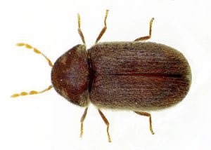 Brotkäfer (Stegobium paniceum) von oben
