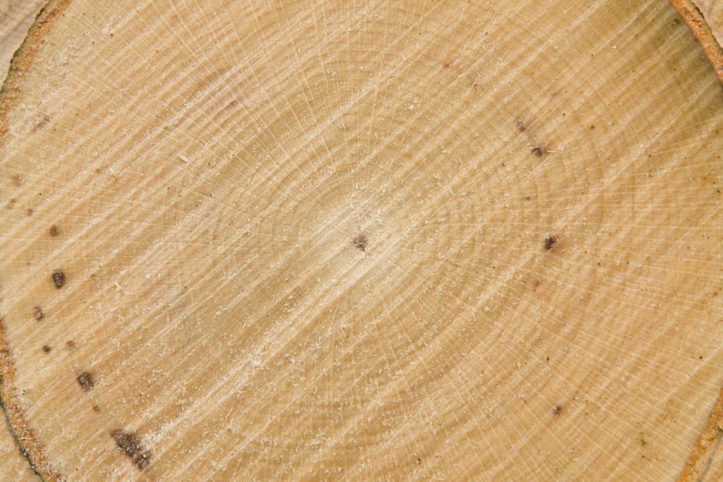 Makro geschnitten Holzstruktur Buche