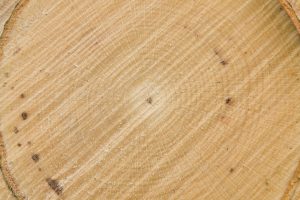 Makro geschnitten Holzstruktur Buche