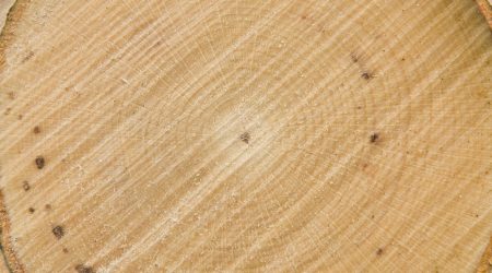 Makro geschnitten Holzstruktur Buche