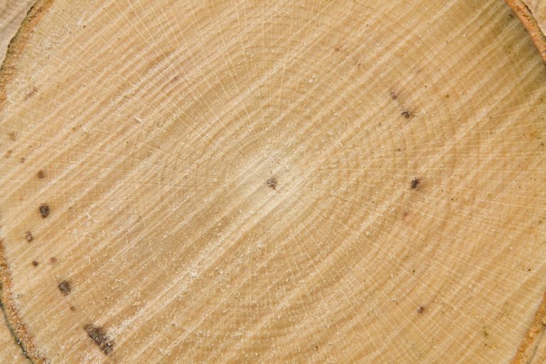 Makro geschnitten Holzstruktur Buche