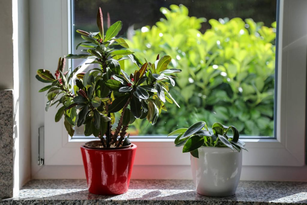 Pflanzen auf Stein-Fensterbrett