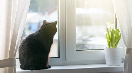 Katze auf Kunststoff-Fensterbrett