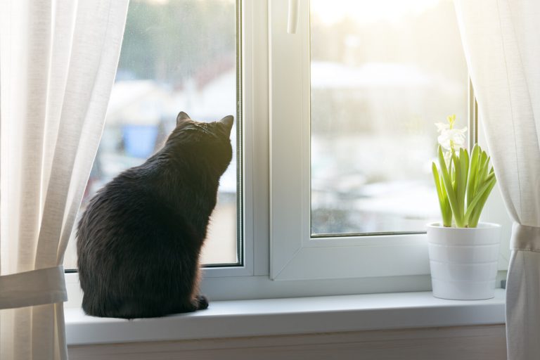 Katze auf Kunststoff-Fensterbrett
