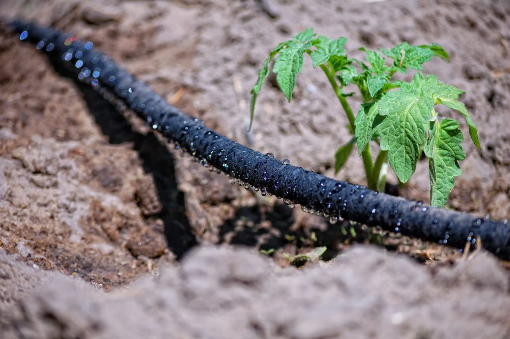 Perlschlauch aus dem überall Wassertropfen austreten bewässert kleine Pflanze