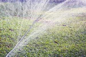 Sprühschlauch bewässert Rasen im Sommer automatisiert.