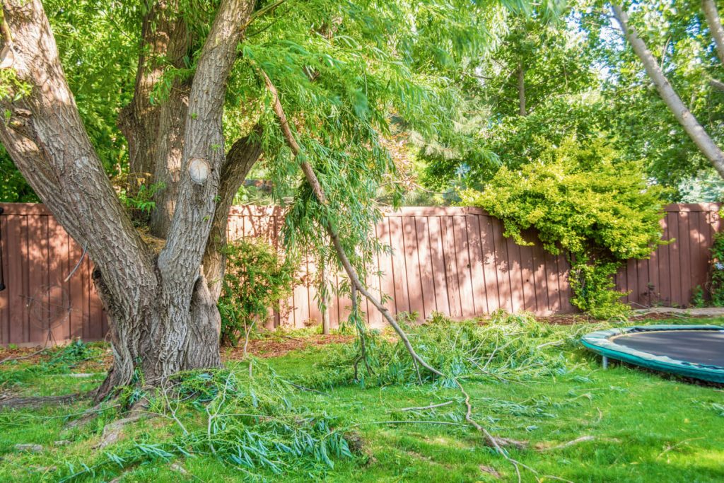 Abgebrochene Äste an einem Baum durch eine Sturm