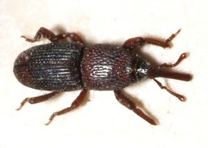 Kornkäfer, Sitophilus Granarius
