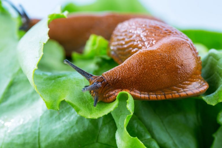Nacktschnecke auf einem Salatblatt