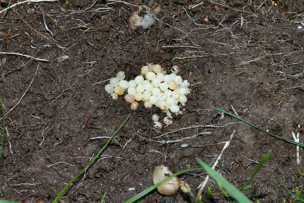 Schneckeneier in Gartenerde