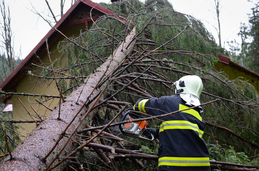 Baum Auf Haus Gefallen Wer Zahlt