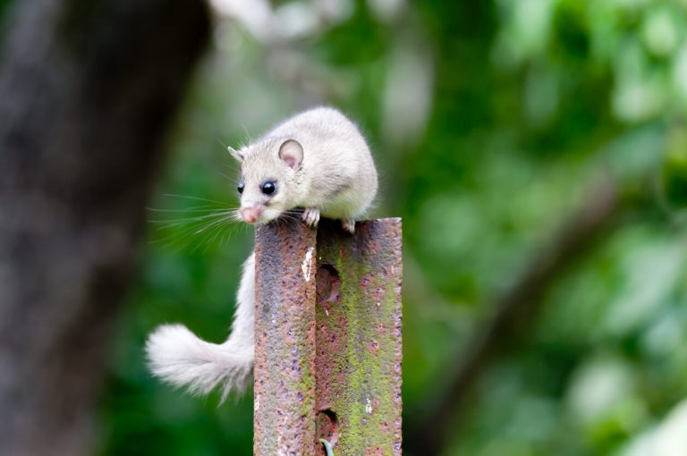 Ein Siebenschläfer sitzt auf einem rostigen Zaunpfosten vor grünem Hintergrund in einem natürlichen Garten oder Waldgebiet.