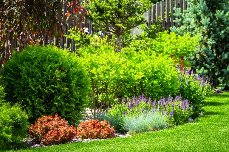 Staudenbeet mit blühenden Gartenrabatten mit immergrünen Sträuchern, farbenfrohen Stauden, Gräsern und Ziergehölzen in gepflegtem Hausgarten bei Sonnenschein.