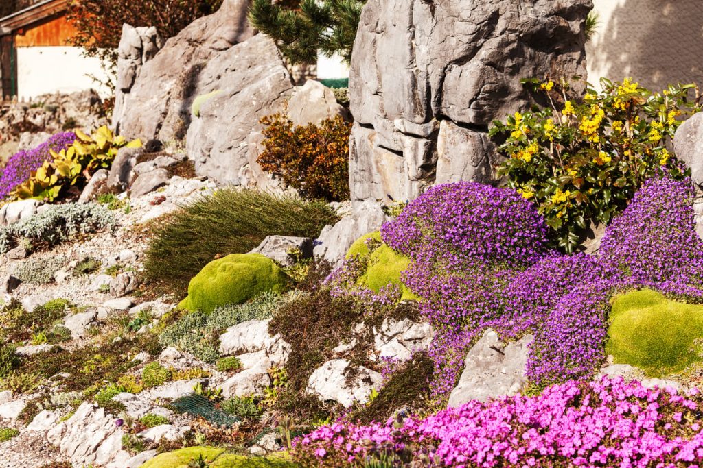 Blühender Steingarten mit violetten, pinken und gelben Polsterstauden, Moosflächen und dekorativen Felsen in sonniger Hanglage.