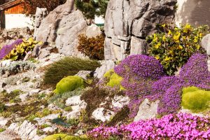 Blühender Steingarten mit violetten, pinken und gelben Polsterstauden, Moosflächen und dekorativen Felsen in sonniger Hanglage.