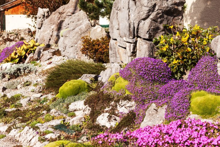 Blühender Steingarten mit violetten, pinken und gelben Polsterstauden, Moosflächen und dekorativen Felsen in sonniger Hanglage.