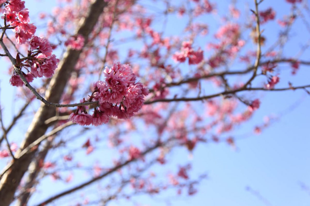 Die chinesische Winterblüte setzt Farbakzente in Ihrem winterlichen Garten.